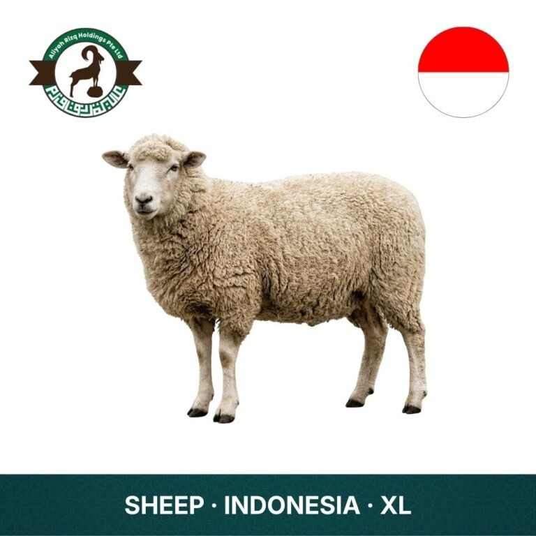 2_Sheep Indonesia XL