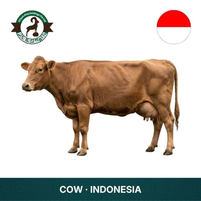 3_Cow Indonesia