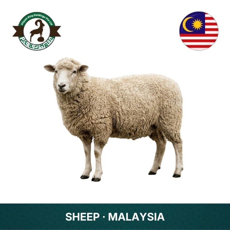 4_Sheep Malaysia