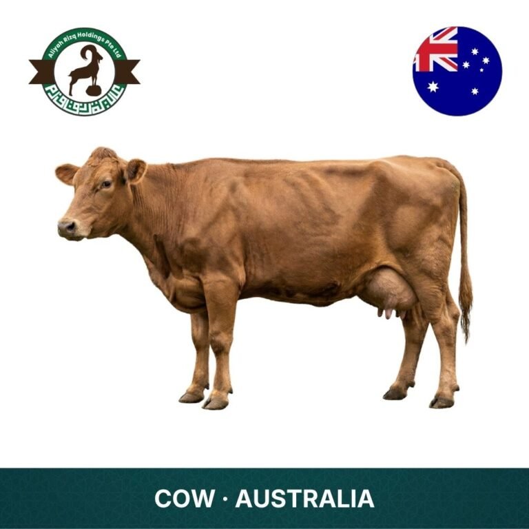 10_Cow Australia