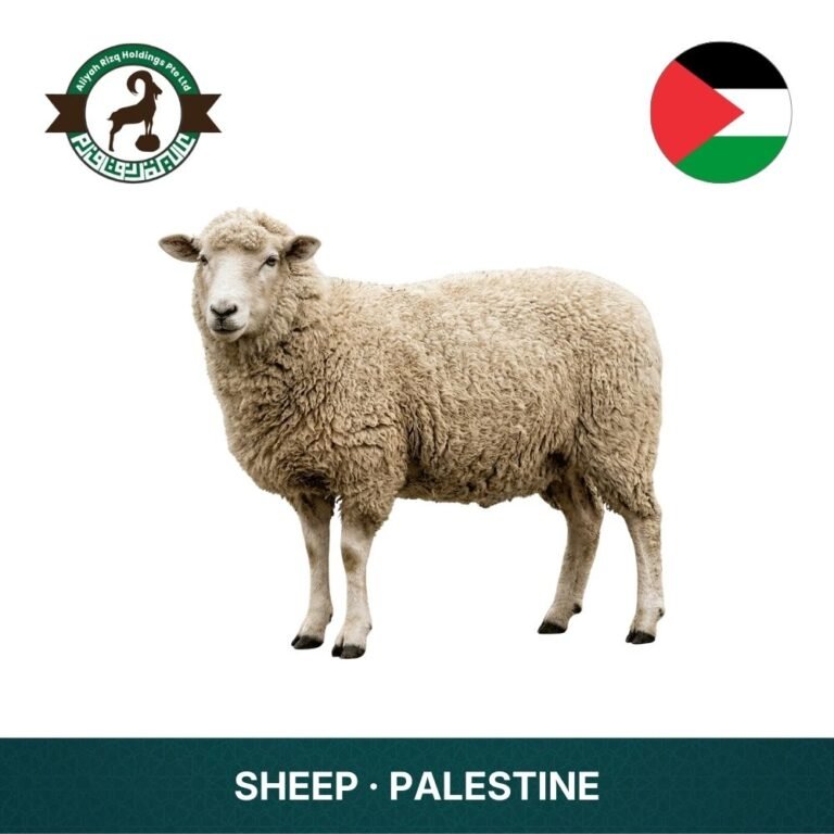 11_Sheep Palestine