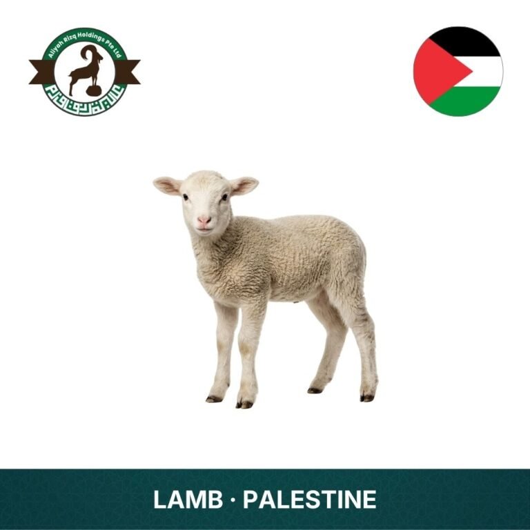 12_Lamb Palestine