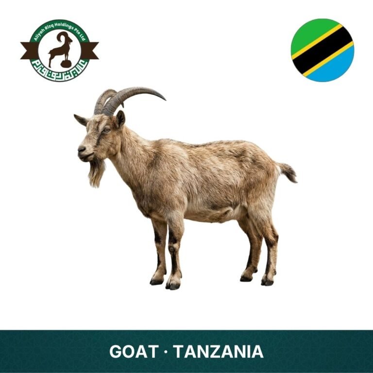 13_Goat Tanzania