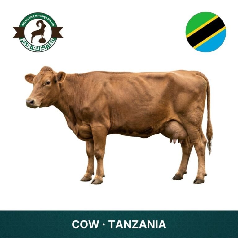 14_Cow Tanzania