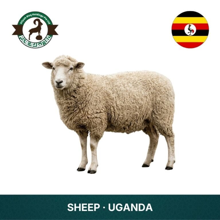15_Sheep Uganda