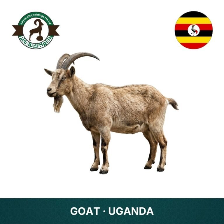 16_Goat Uganda