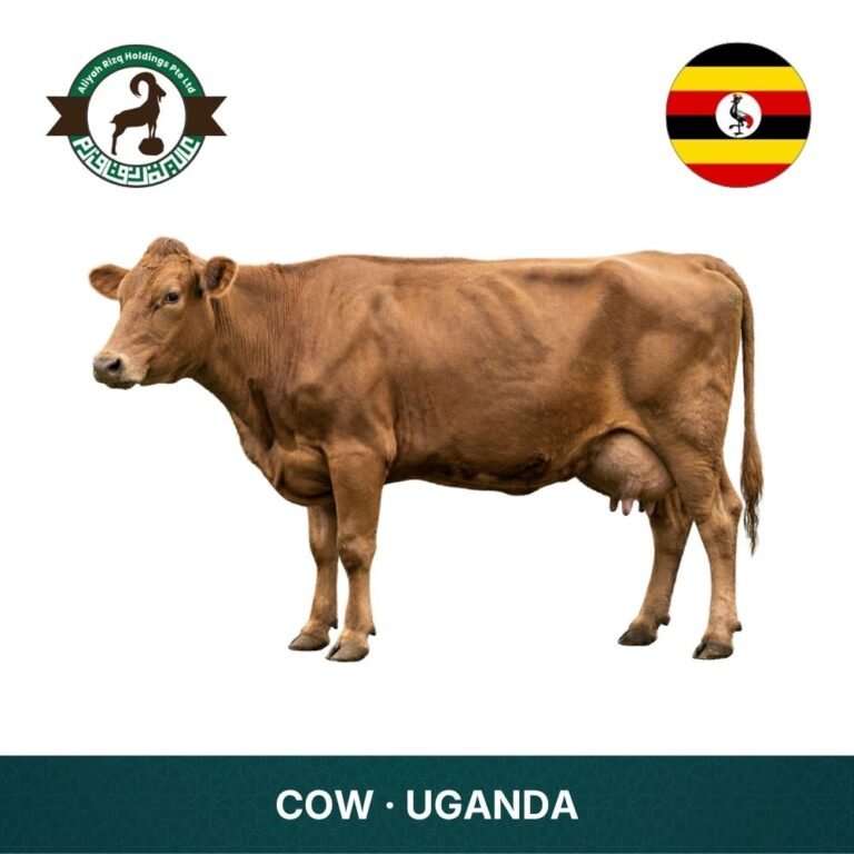 17_Cow Uganda