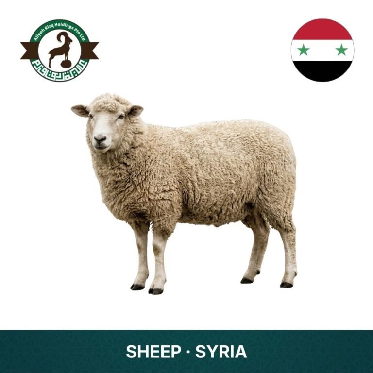 18_Sheep Syria