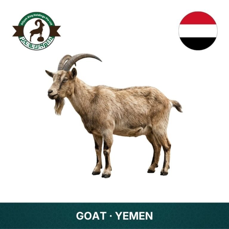 20_Goat Yemen