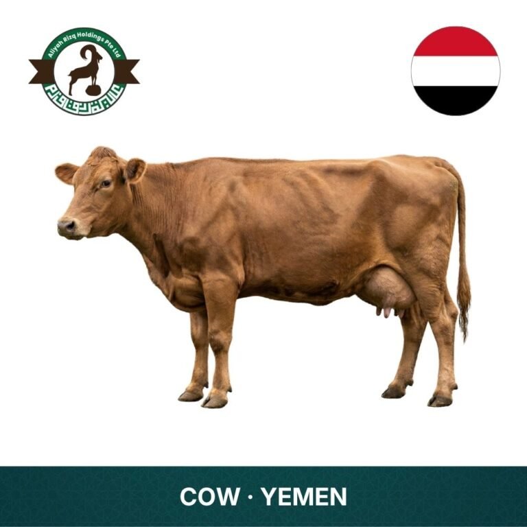 21_Cow Yemen