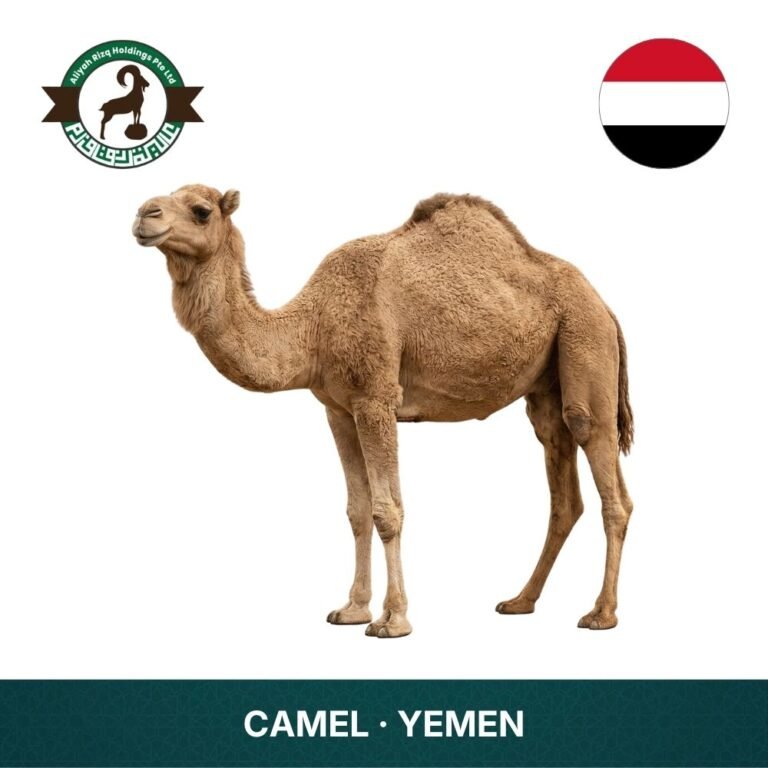 22_Camel Yemen