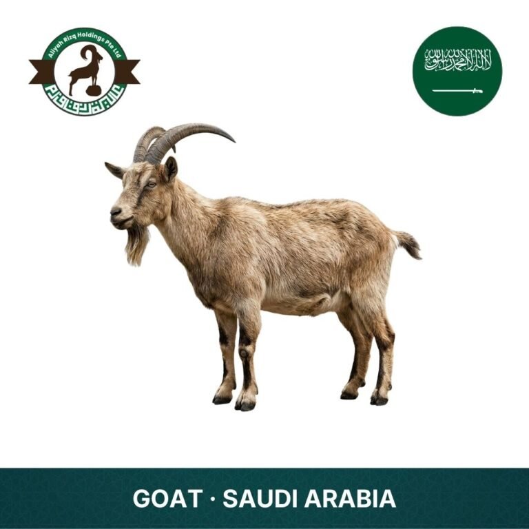 23_Goat Saudia Arabia