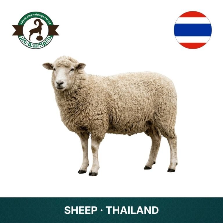 6_Sheep Thailand