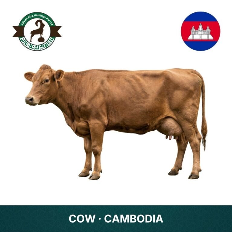 7_Cow Cambodia