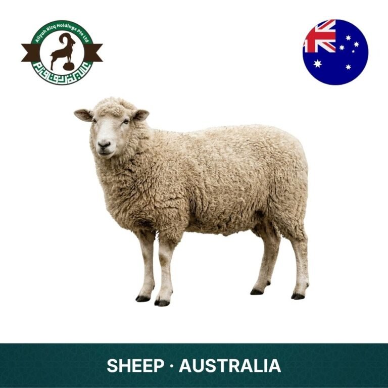 8_Sheep Australia