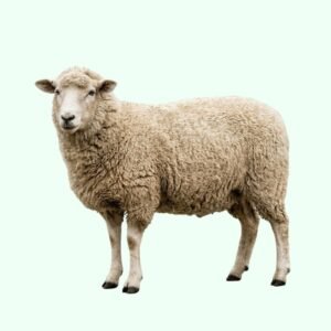 Sheep