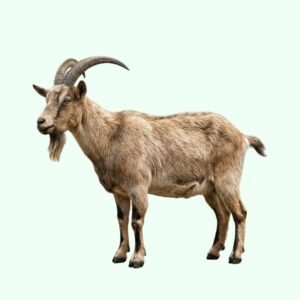 Goat